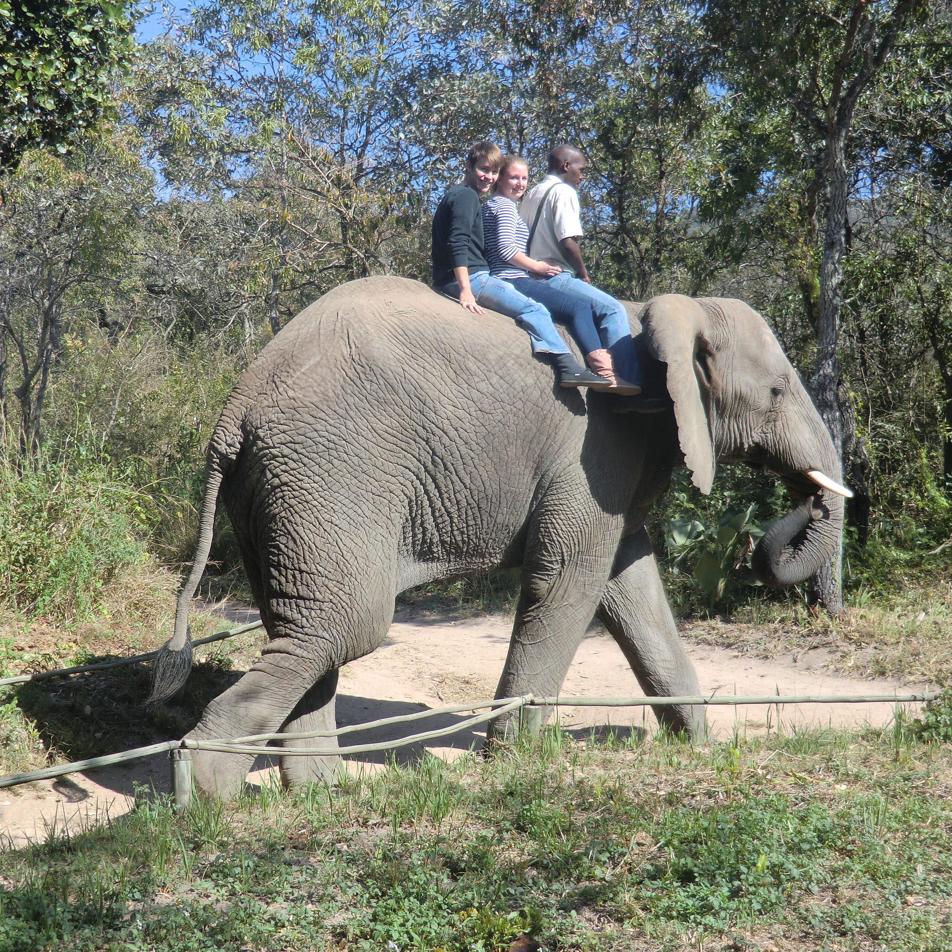 Cropped 780 southafricagermany 2012 studfrederika elephantride